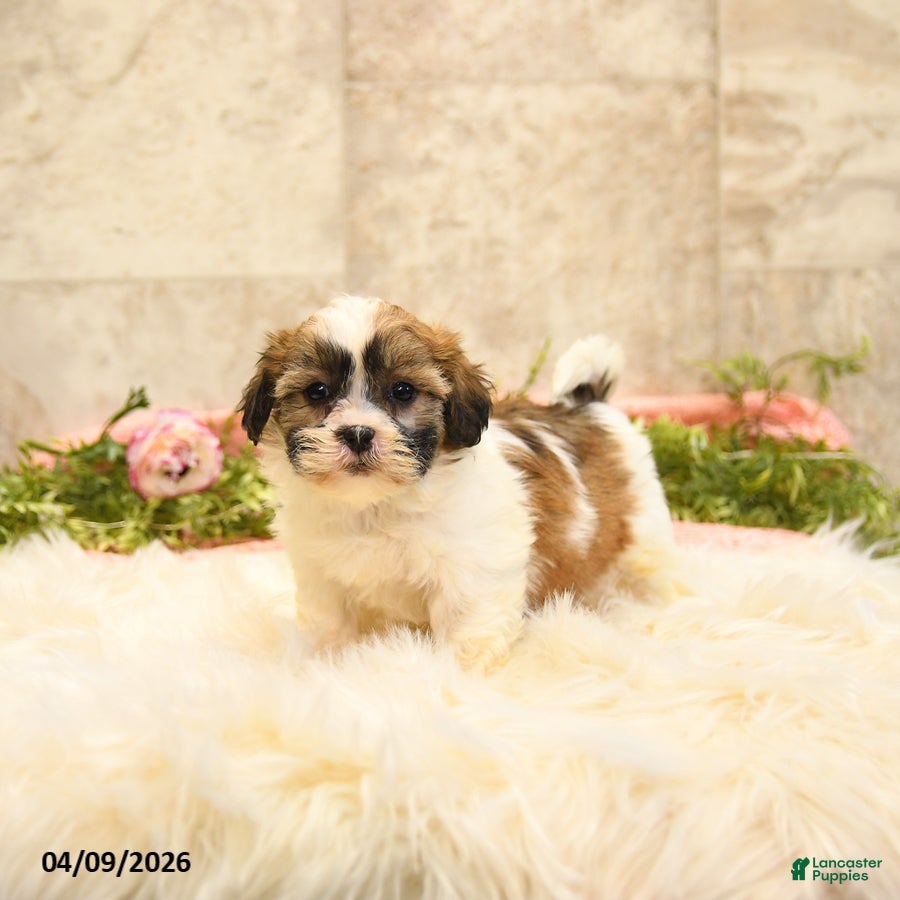 Teddy Bear dogs Tamara - Ad 1