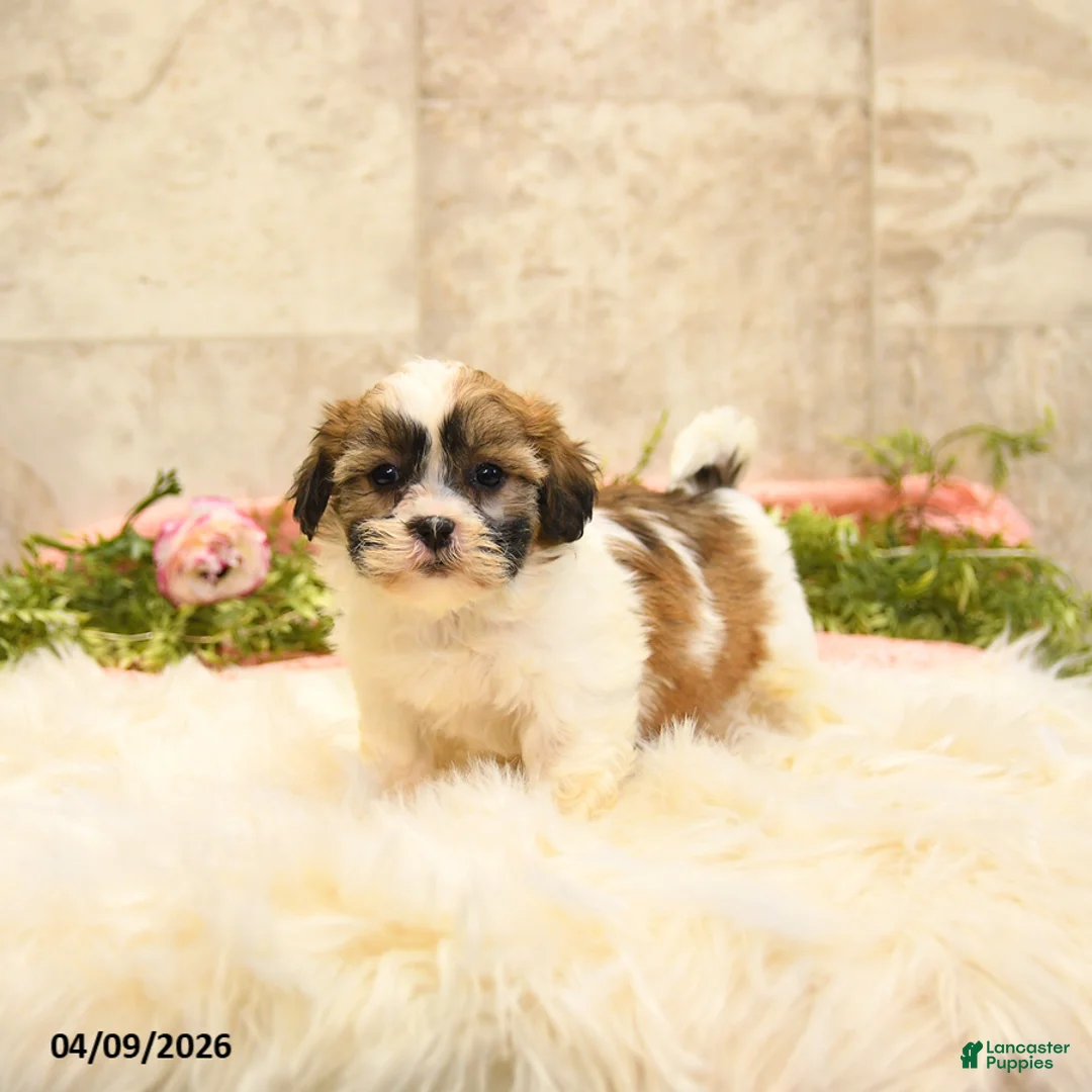 Teddy Bear dogs for sale: Tamara - Ad 1