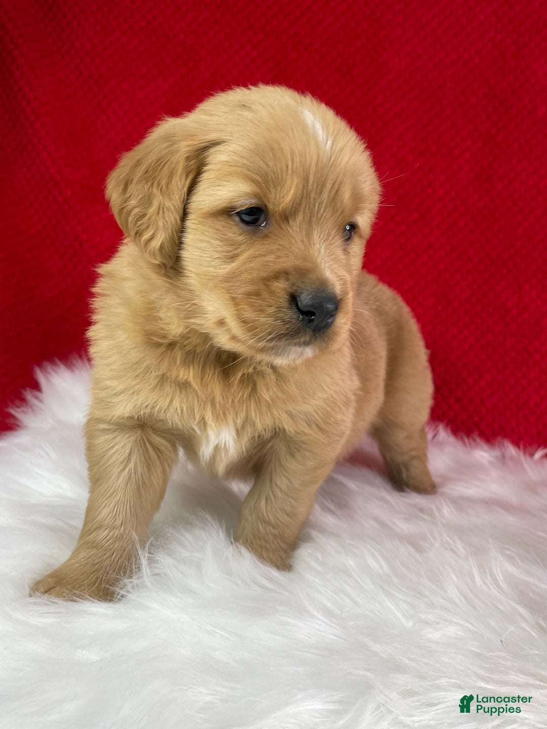 Golden Retriever dogs for sale: Rudolph - Ad 2