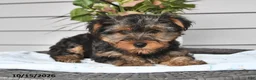 Yorkshire Terrier dogs for sale: Tilly - Ad 3