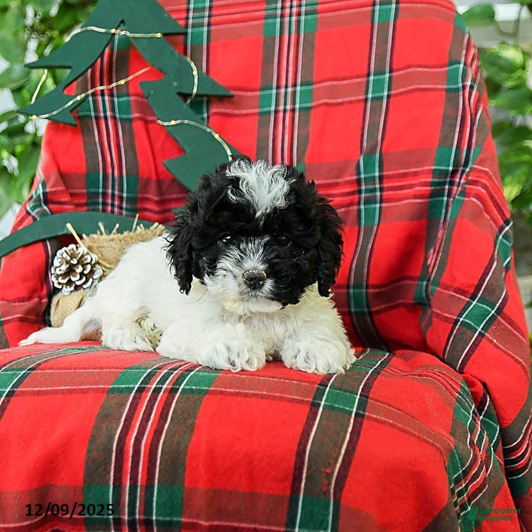 Cockapoo dogs for sale: Sage - Ad 3