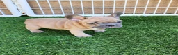 French Bulldog dogs for sale: Prince - Ad 11