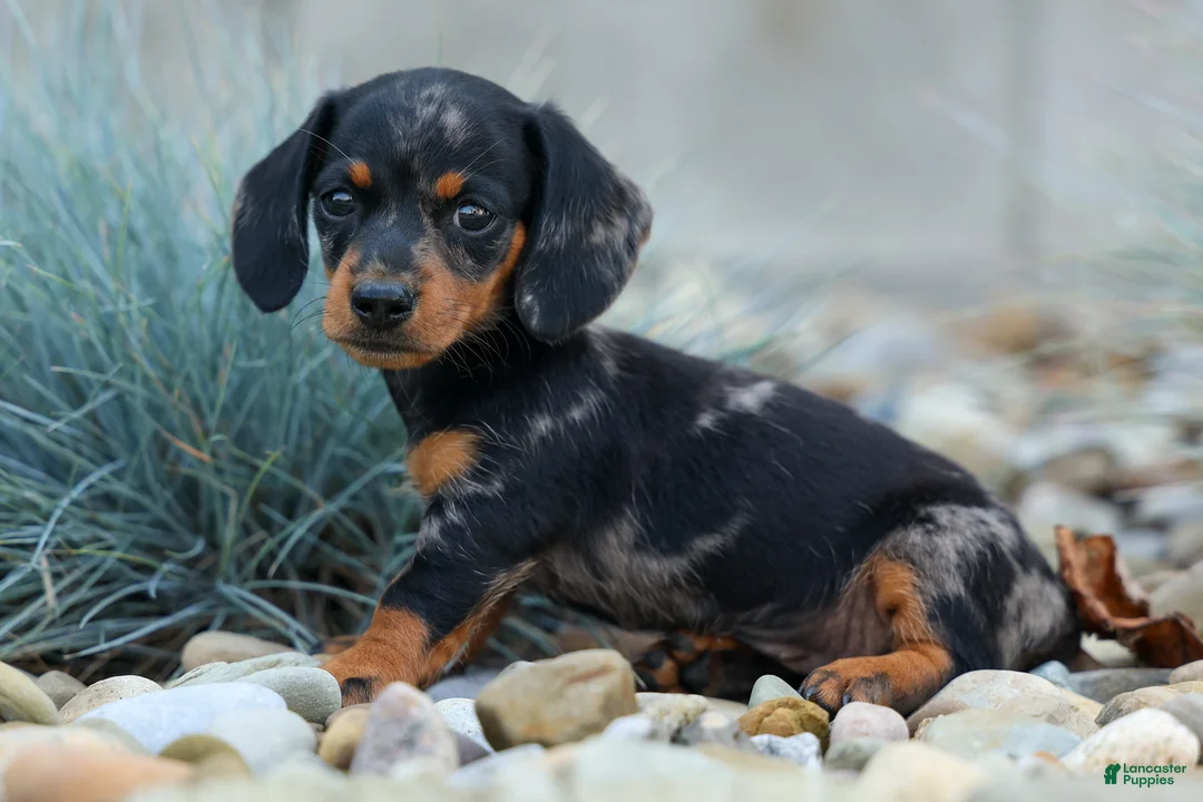 Miniature Dachshund dogs for sale:  Tilly 🎀 - Ad 1