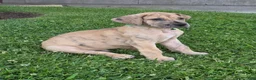 Great Dane dogs for sale: Schofield - Ad 6