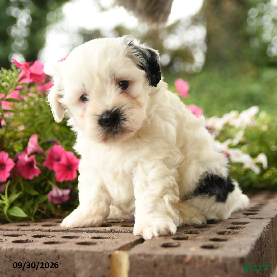 Shihpoo dogs Jax - Ad 1