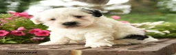 Shihpoo dogs for sale: Jax - Ad 1