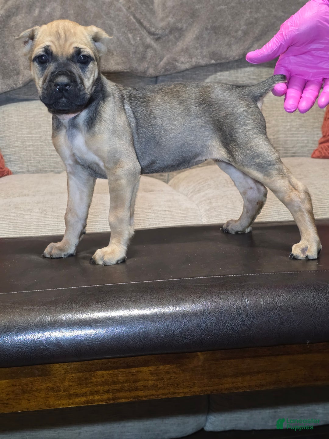 Cane Corso dogs for sale: Cane Corso Puppy 11 - Ad 9