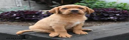 Labrador Retriever dogs for sale: Bunny - Ad 4
