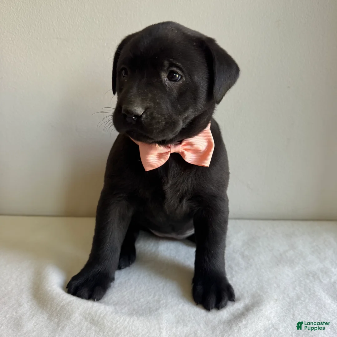 Labrador Retriever dogs for sale: Lennon - Ad 7