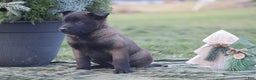 Belgian Malinois dogs for sale: Rosemary - Ad 2
