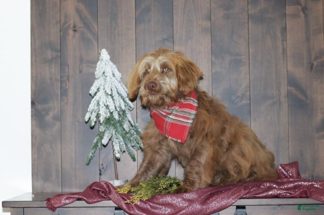 Mini Goldendoodle dogs for sale: Mini Goldendoodle Puppy 1 - Ad 5