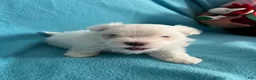 Maltese dogs for sale: Rocky - Ad 7