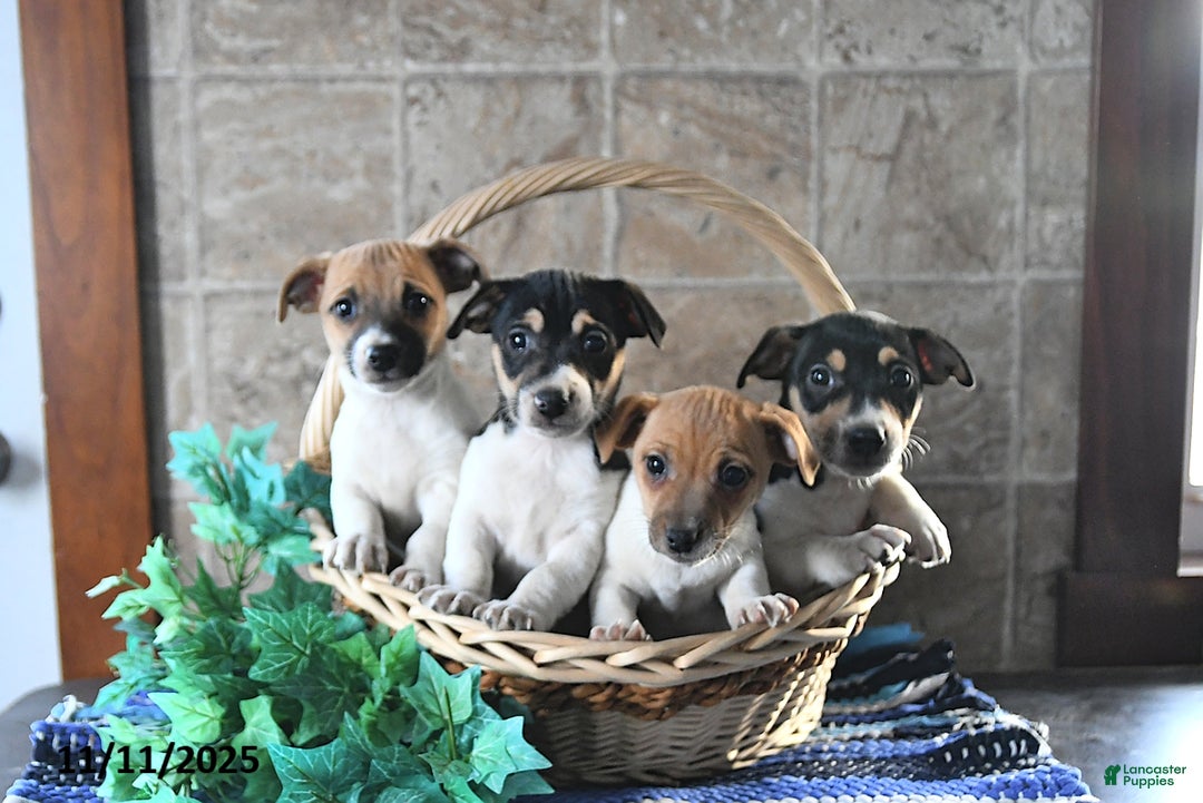 Jack Russell Terrier dogs for sale: Aurora - Ad 3