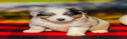 Miniature Australian Shepherd dogs for sale: Asher - Ad 4