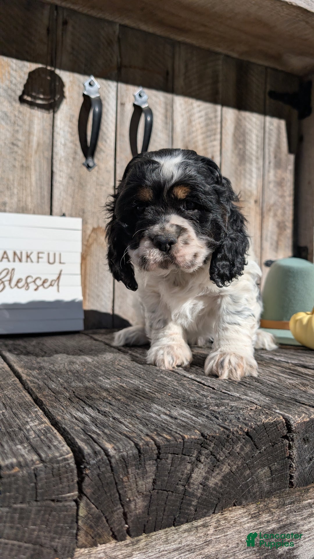 Cocker Spaniel dogs for sale: Rocco - Ad 5