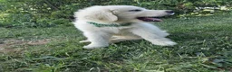 Great Pyrenees dogs for sale: Quincy - Ad 6
