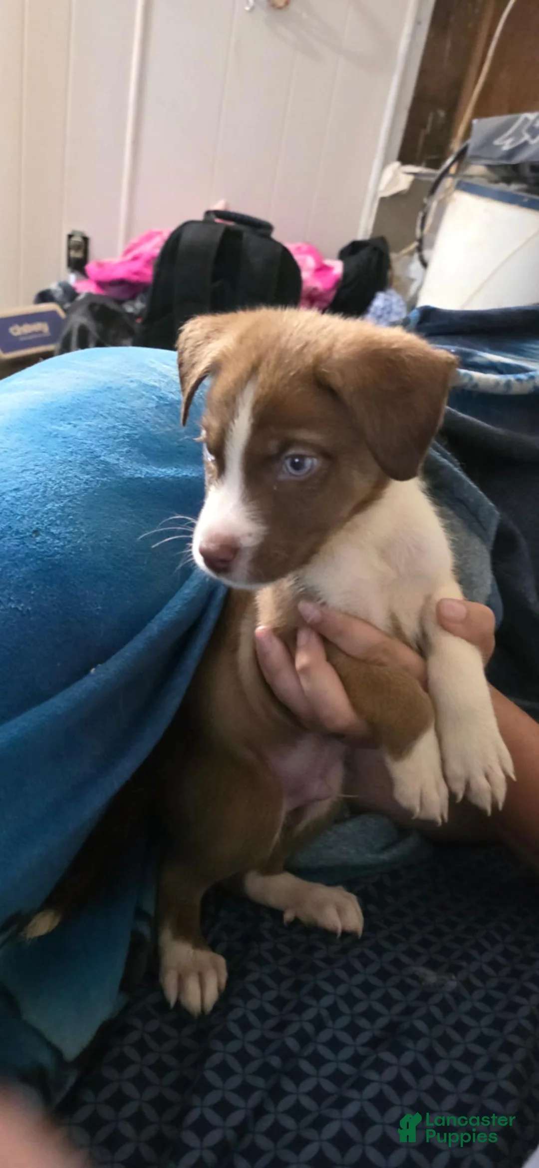 Mixed Breed dogs for sale: Chevy - Ad 1