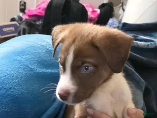 Mixed Breed dogs Chevy - Ad 40