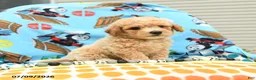 Bichpoo dogs for sale: Caramel - Ad 5