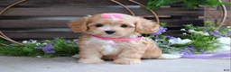 Maltipoo dogs for sale: Harmony  - Ad 5