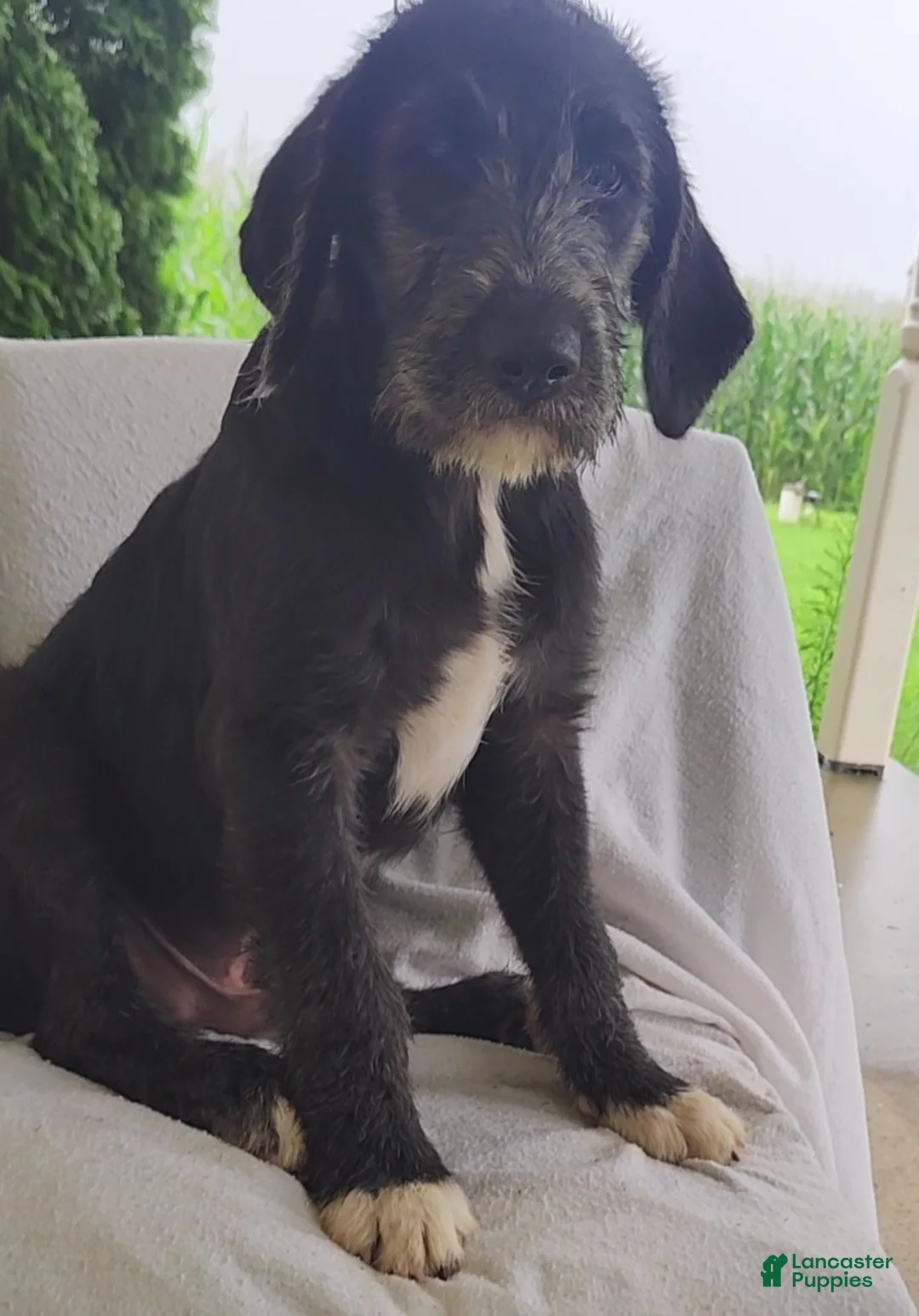 Mixed Breed dogs for sale: Tommy - Ad 1