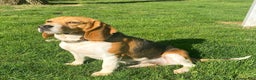 Beagle dogs for sale: Bo - Ad 3