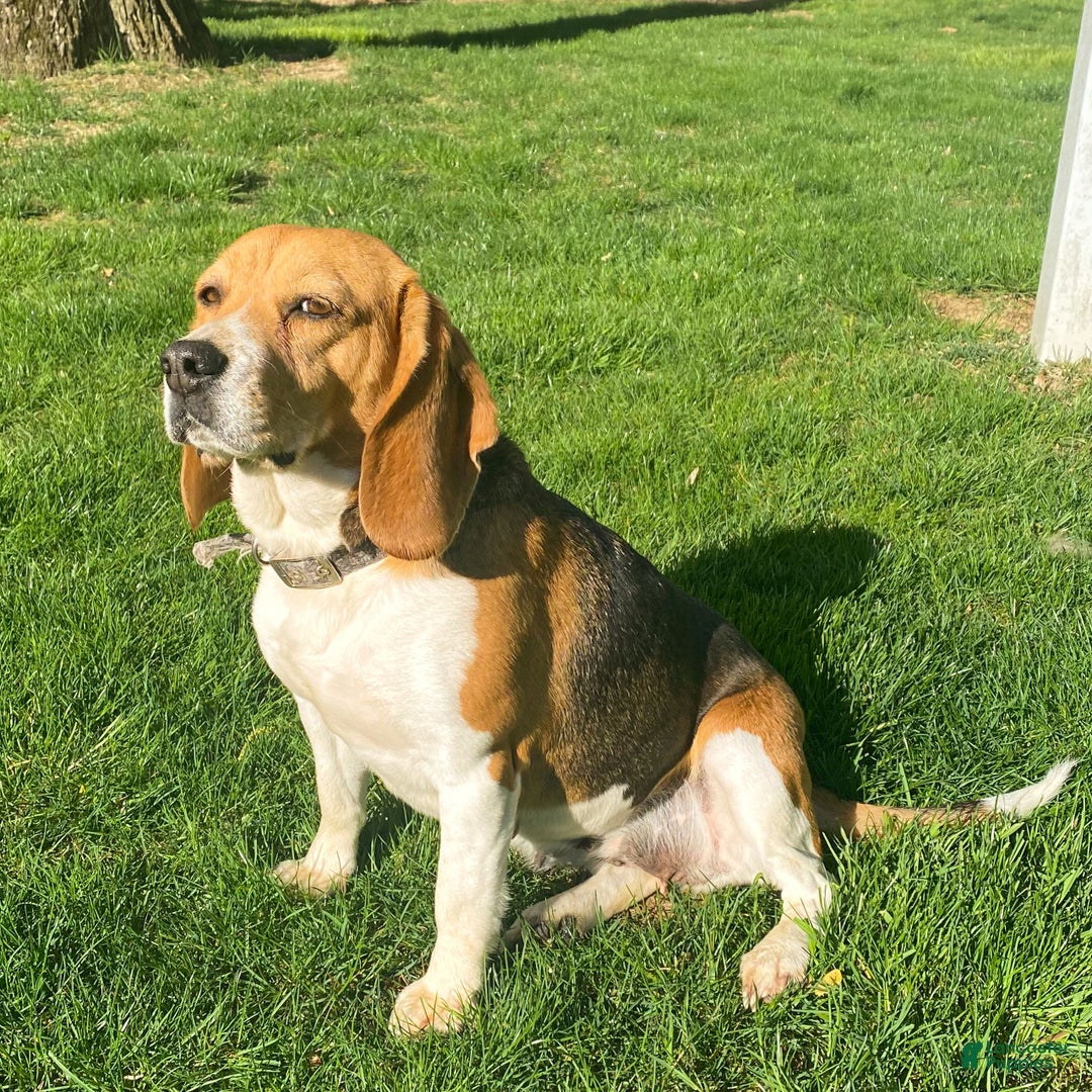 Beagle dogs for sale: Bo - Ad 3