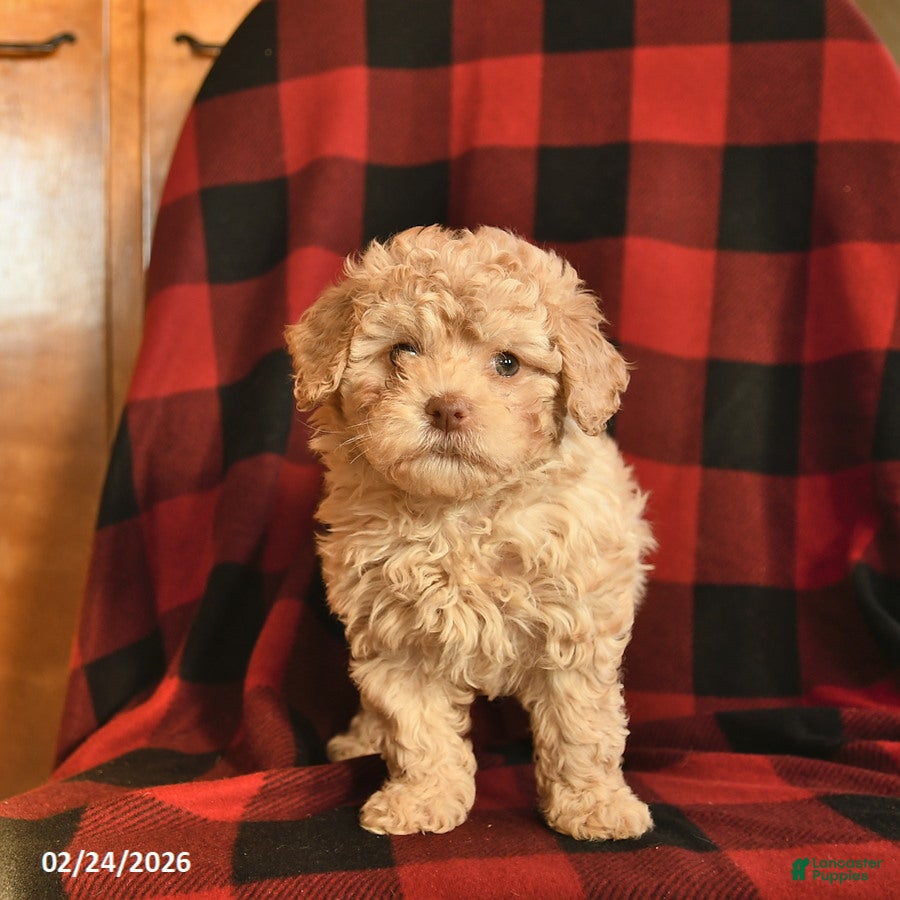 Havapoo dogs for sale: Hazelnut  - Ad 4