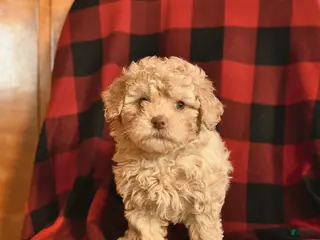 Havapoo dogs for sale: Hazelnut - Ad 4