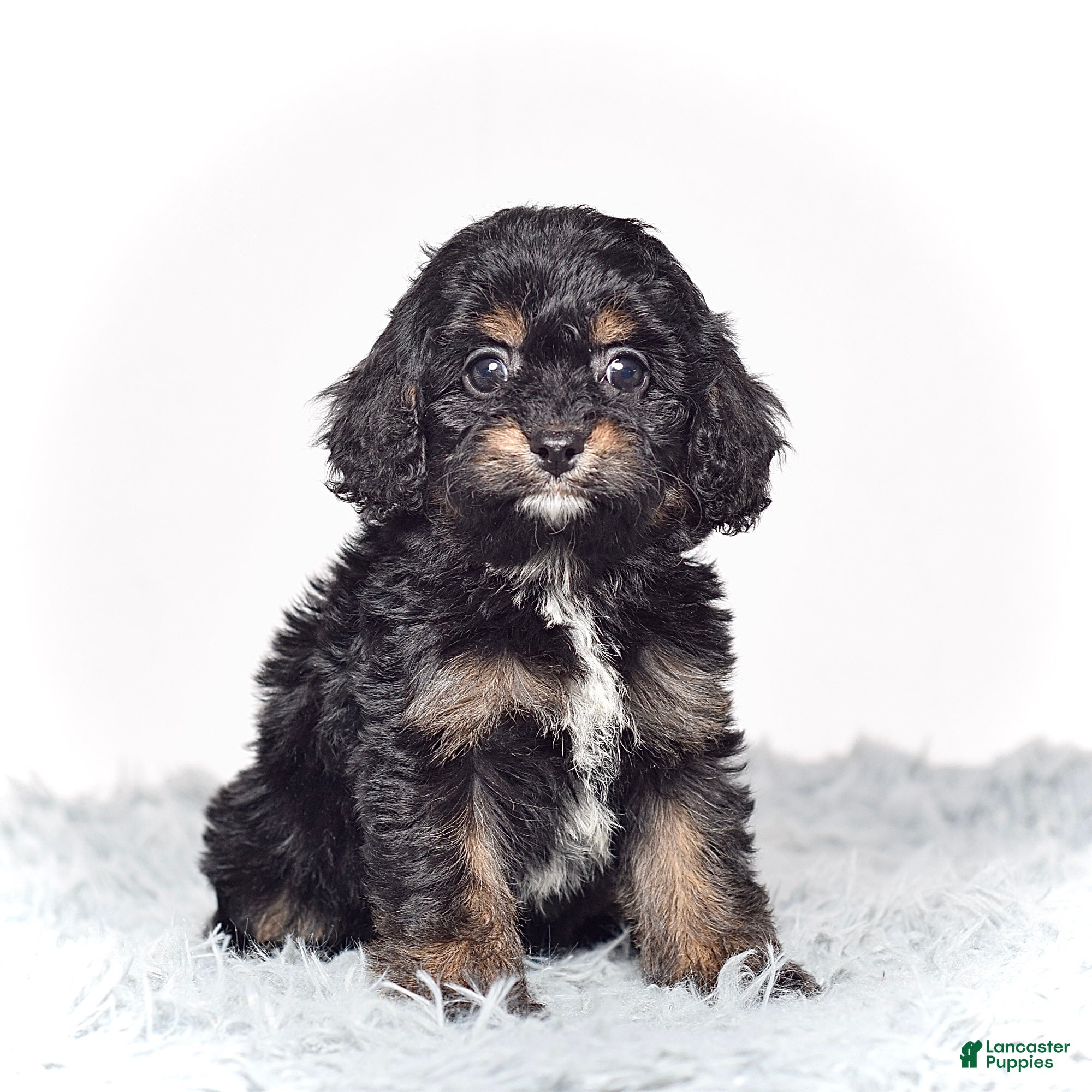 Cavapoo dogs Ms. Buttons  - Ad 1