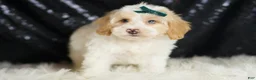 Yorkiepoo dogs for sale: Hurricane - Ad 2