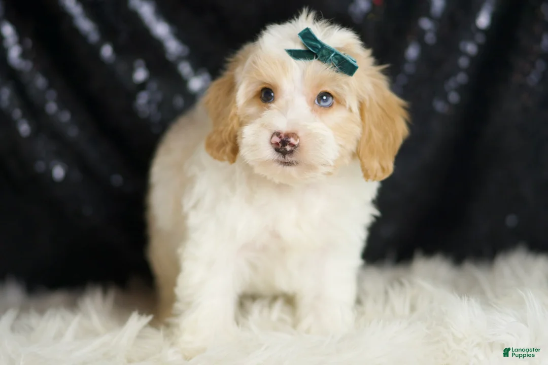 Yorkiepoo dogs for sale: Hurricane - Ad 2