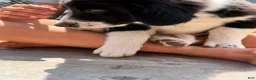 Mixed Breed dogs for sale: Freddie - Ad 3