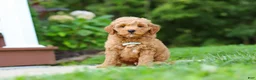 Mini Goldendoodle dogs for sale: Jasper - Ad 2