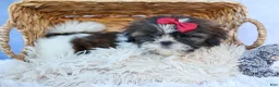 Shih Tzu dogs for sale: RACHEL - Ad 9