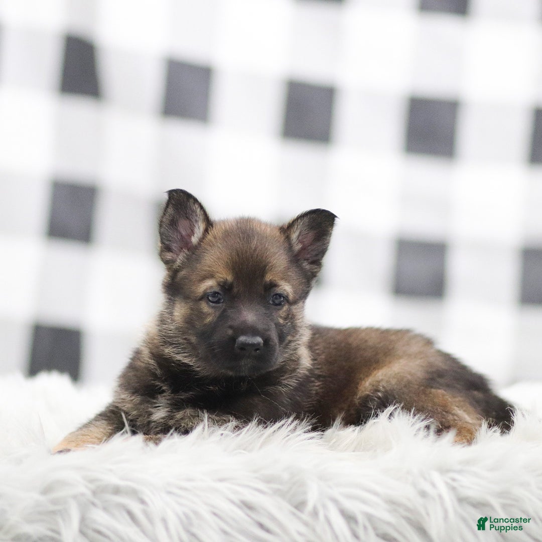 German Shepherd dogs for sale: Felicity - Ad 3