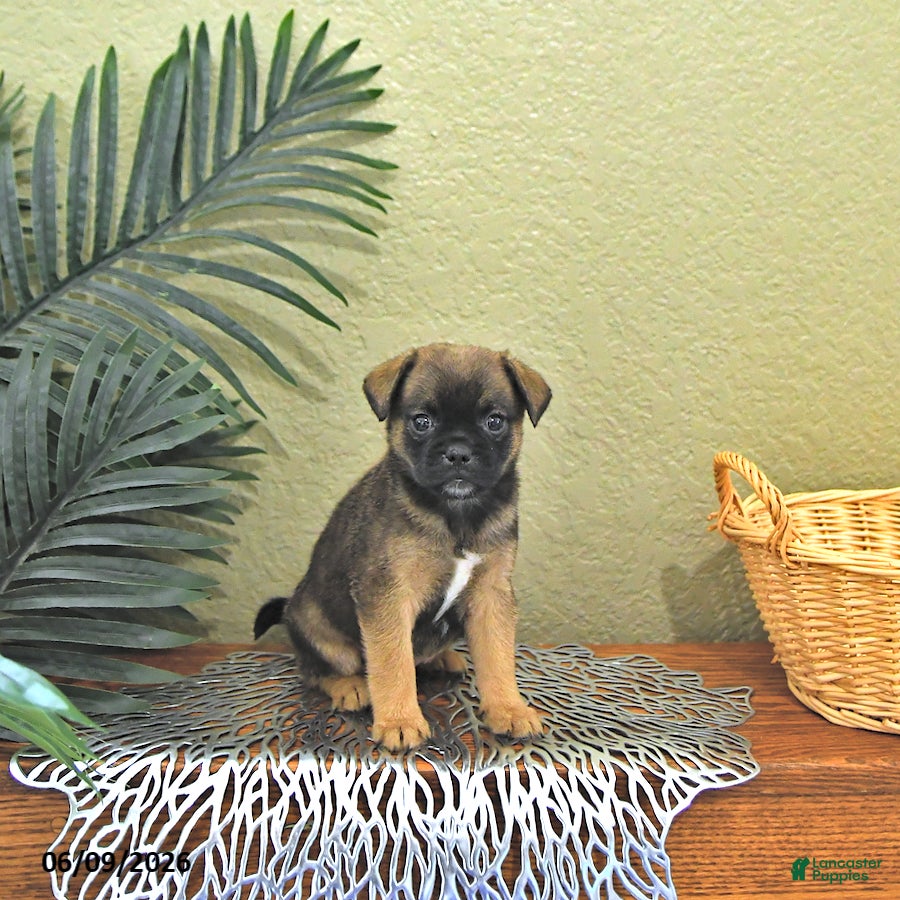 Mixed Breed dogs Copper - Ad 1