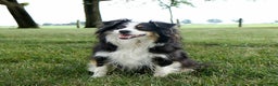 Miniature Australian Shepherd dogs for sale: Ribbon - Ad 4