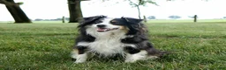 Miniature Australian Shepherd dogs for sale: Ribbon - Ad 4