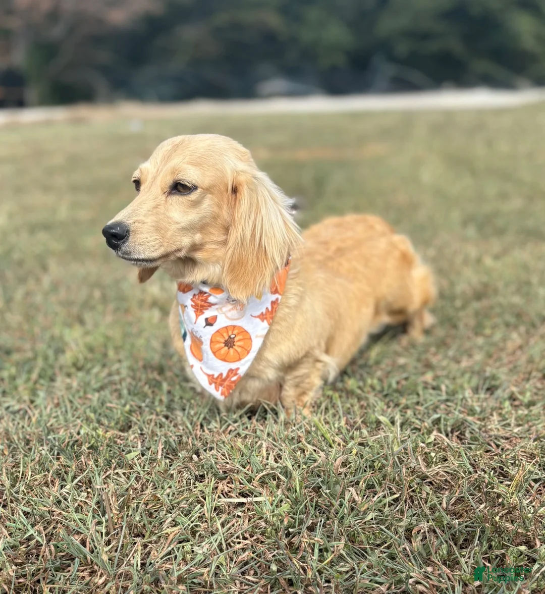 Miniature Dachshund dogs for sale: Hank - Ad 6