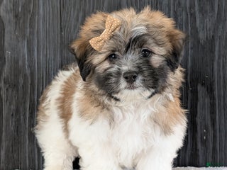 Teddy Bear dogs Jake - Ad 19