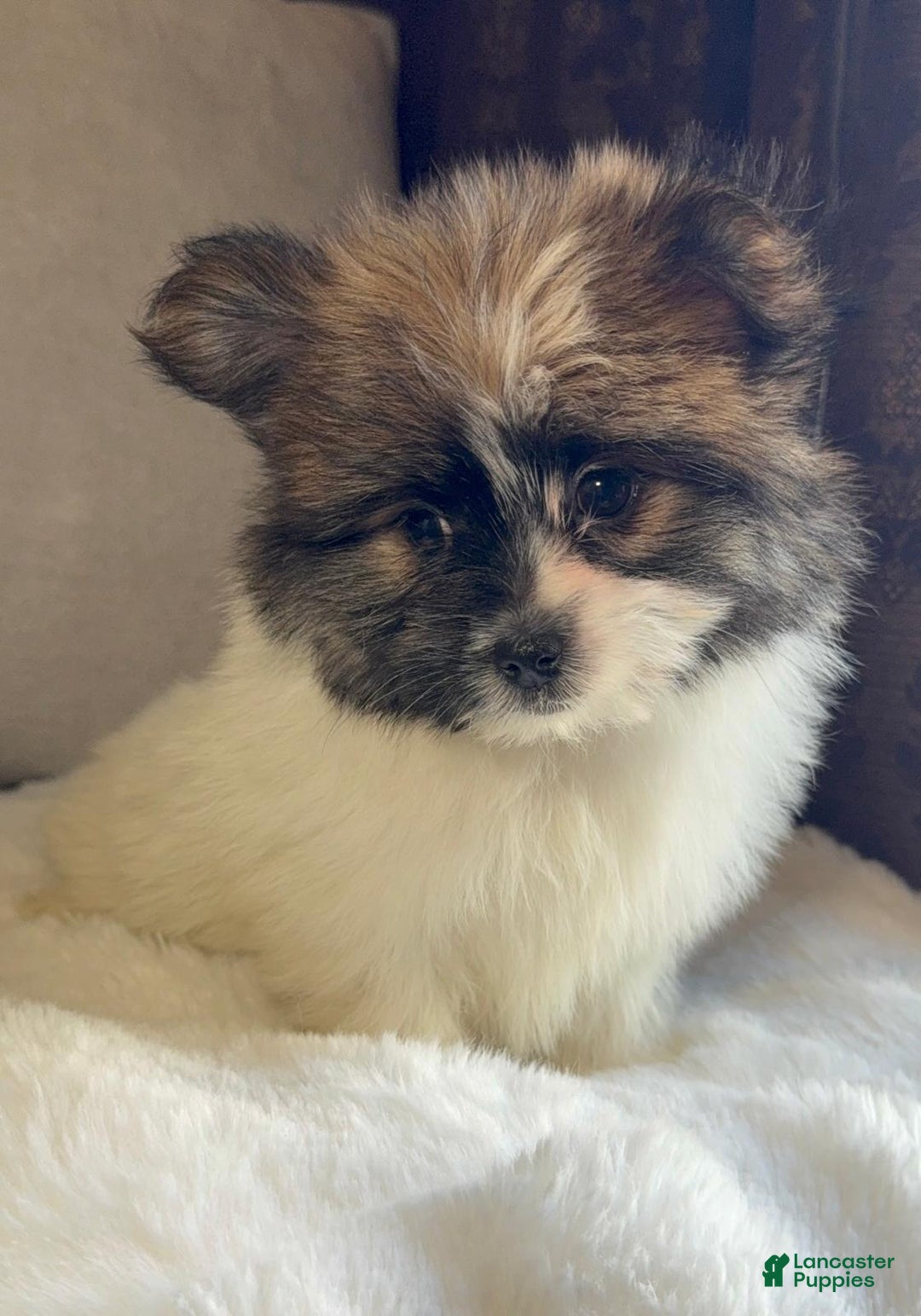 Mixed Breed dogs for sale: Designer Breed Yorkishire Terrier, Pomeranian Mix Puppy Female Daisy - Ad 3