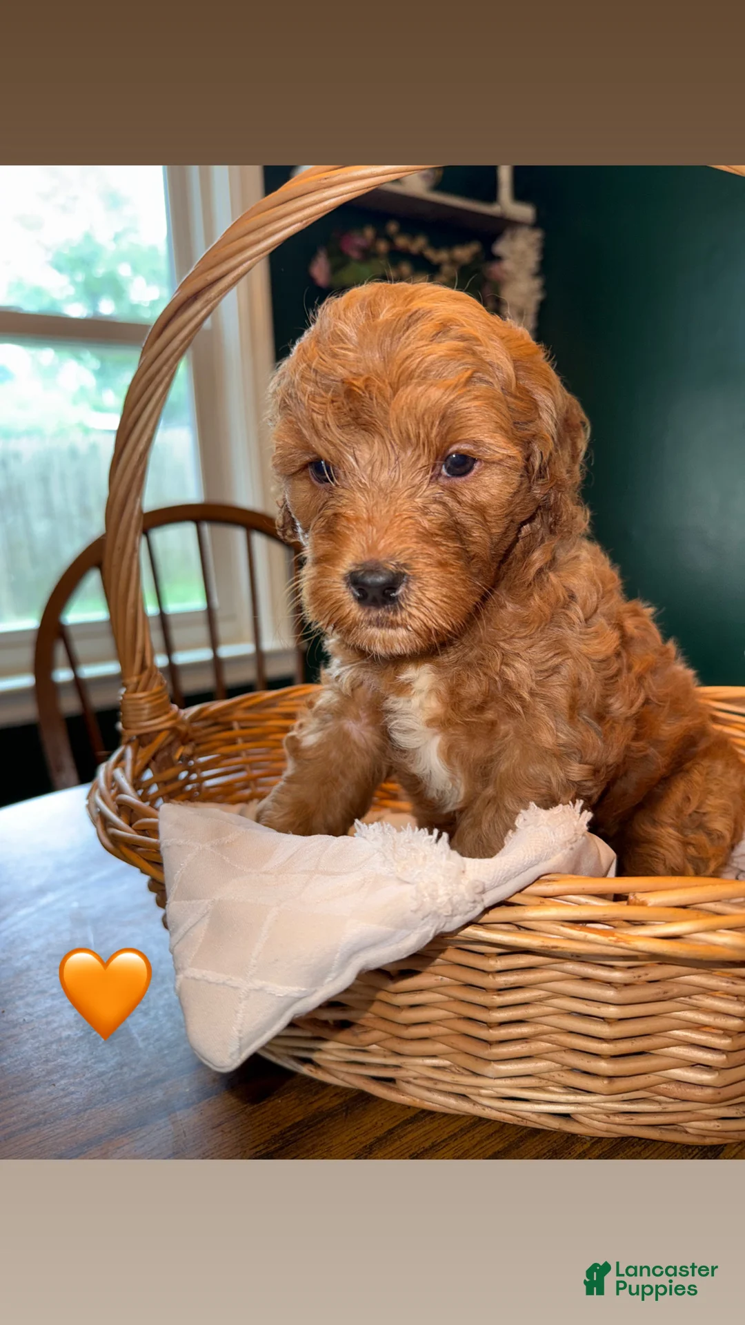 Mixed Breed dogs for sale: Boy 1 - Ad 1