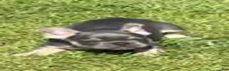 French Bulldog dogs for sale: lily - Ad 3