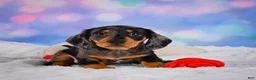 Miniature Dachshund dogs for sale: Rolex - Ad 6