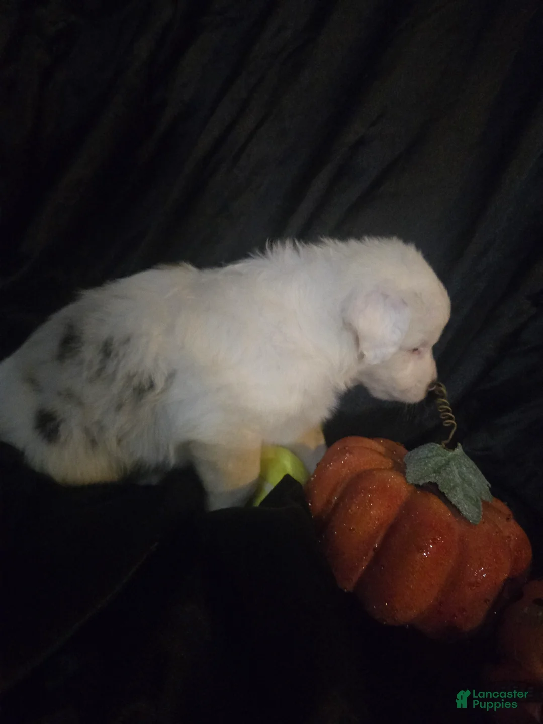 Australian Shepherd dogs for sale: "Casper" blue merle (blue eyed) - Ad 2