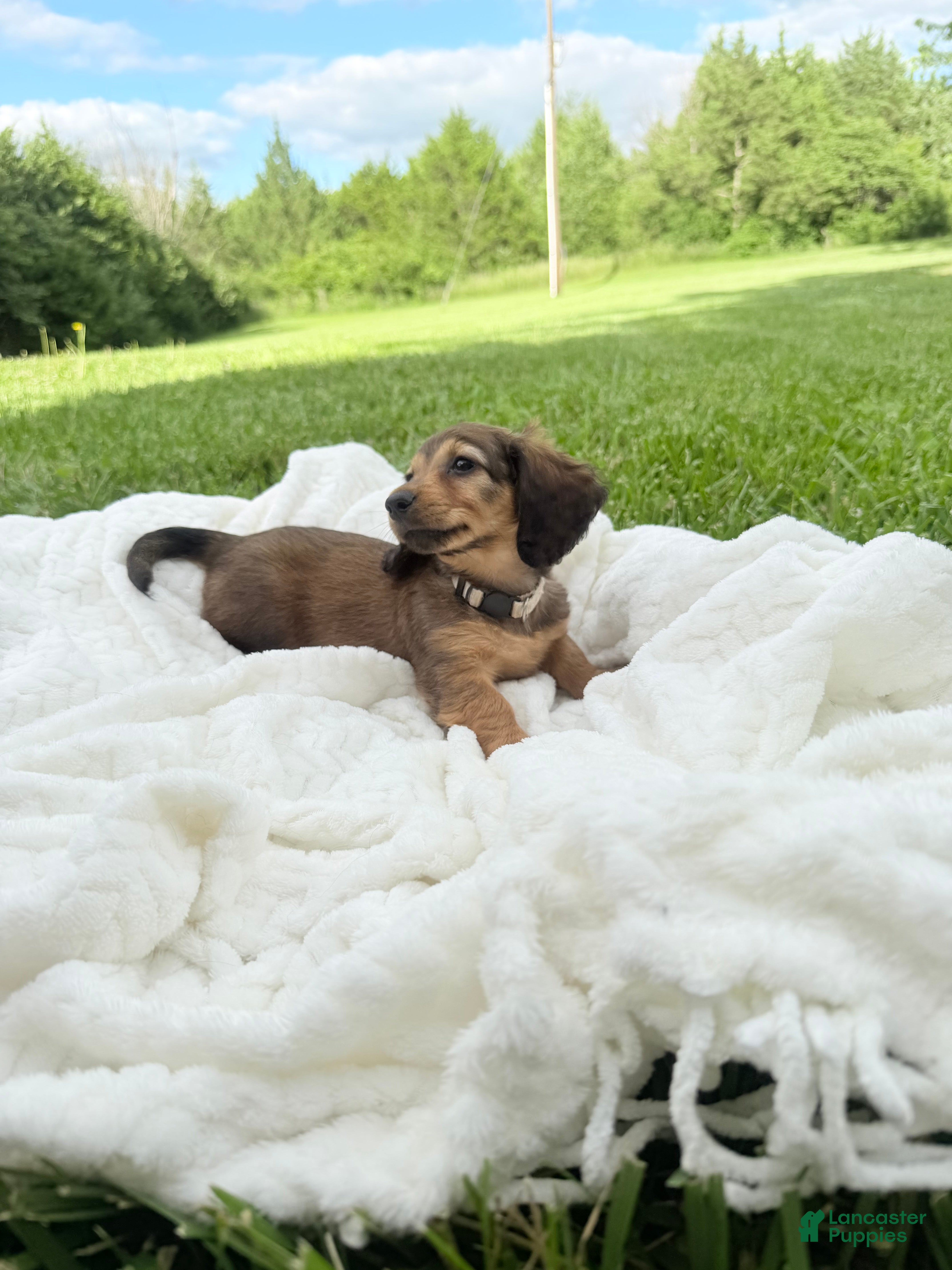 Miniature Dachshund dogs Cassie  - Ad 9