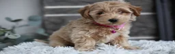Maltipoo dogs for sale: Raya - Ad 13
