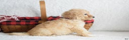 Goldendoodle dogs for sale: Goldendoodle Puppy 4 - Ad 4