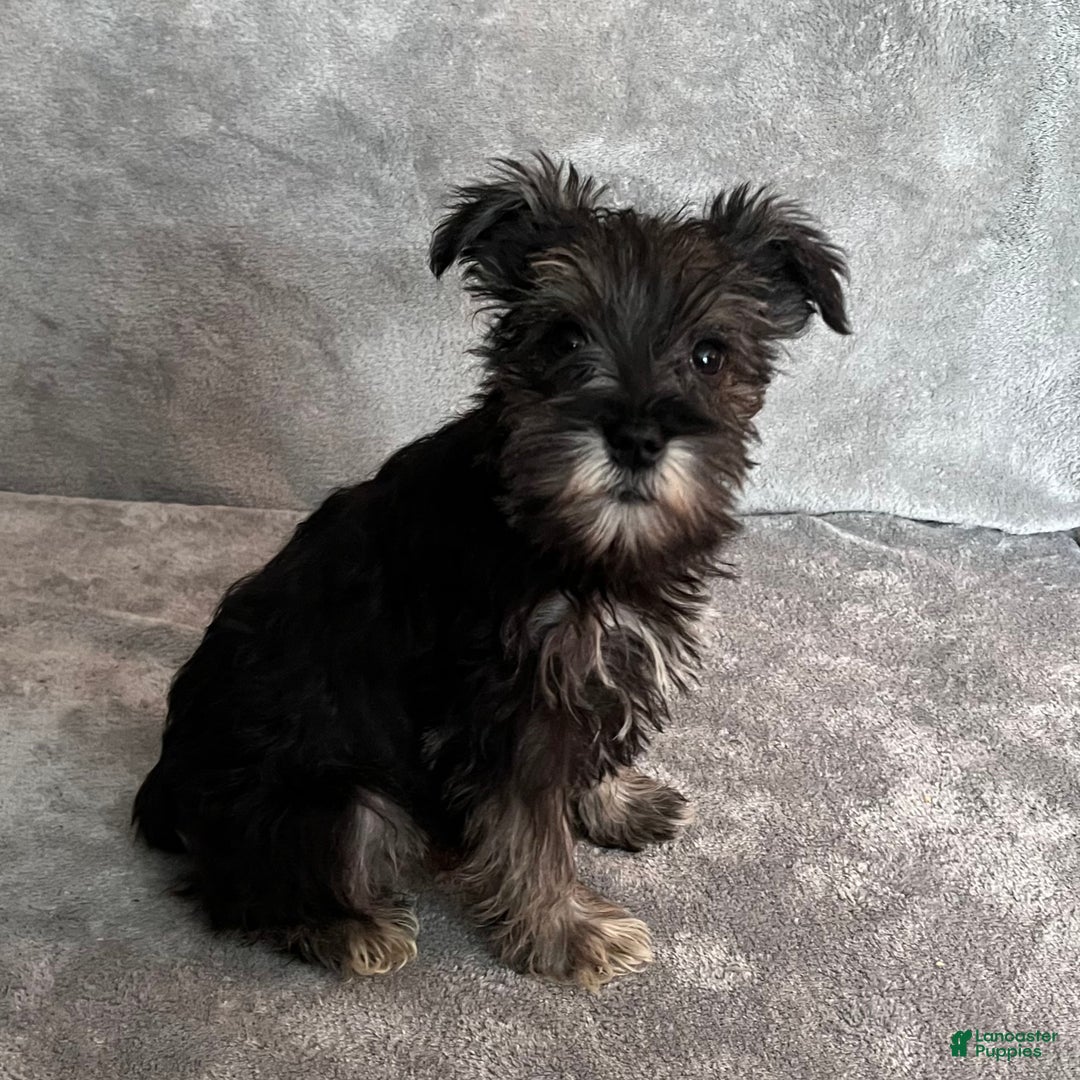 Miniature Schnauzer dogs for sale: Theo - Ad 2